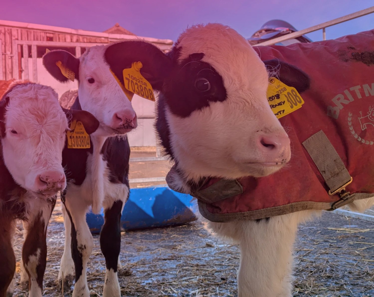 Cattle with ear tags inside a livestock building