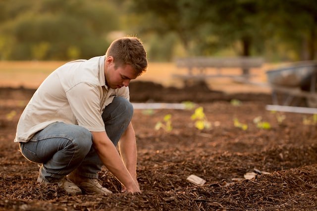 A grower tending young plants in soil