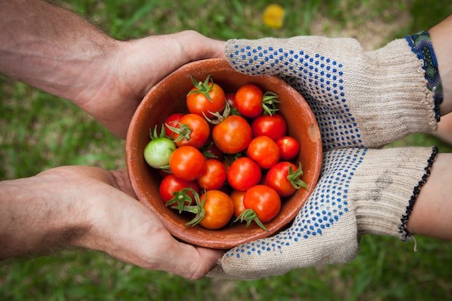 Hands holding a bowl of freshly harvested tomatoes