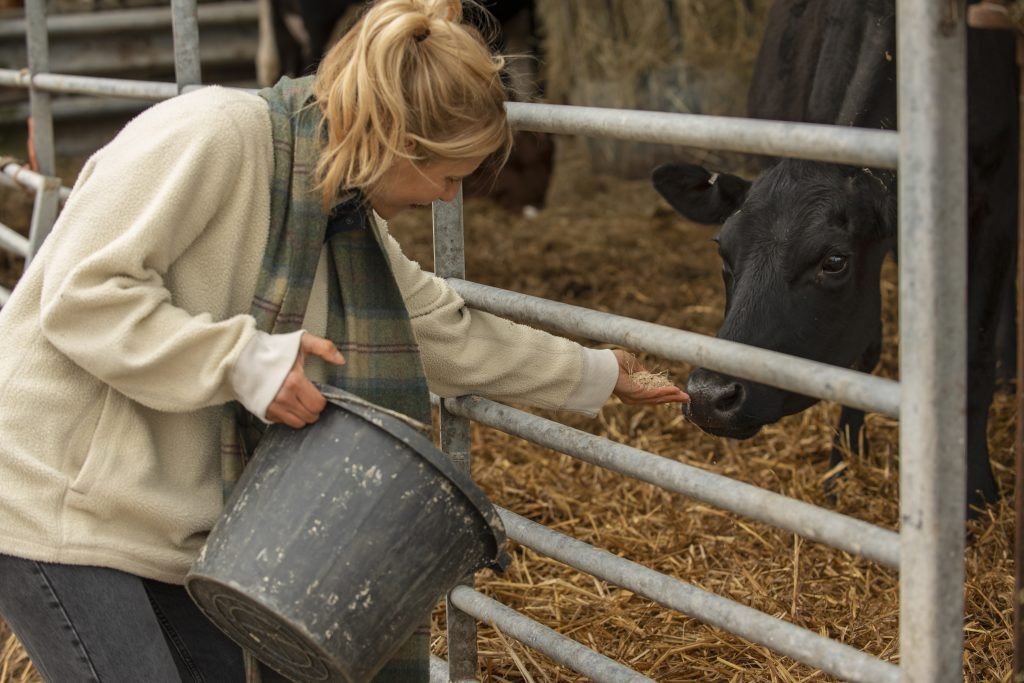 Una persona alimenta vacas dentro de un edificio ganadero