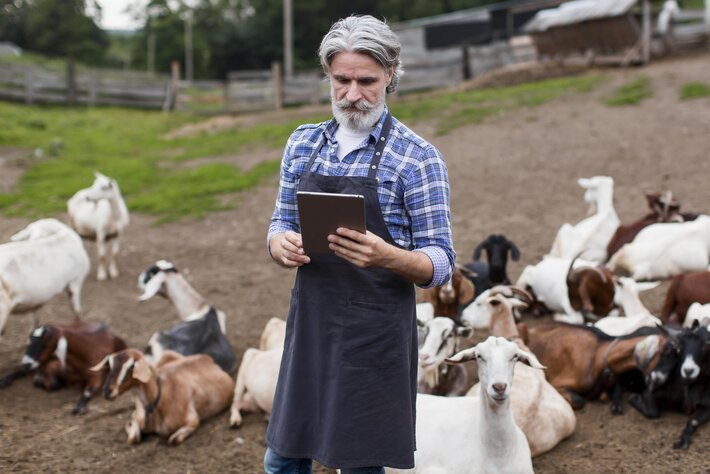 Ganadero utilizando una tableta entre cabras al aire libre