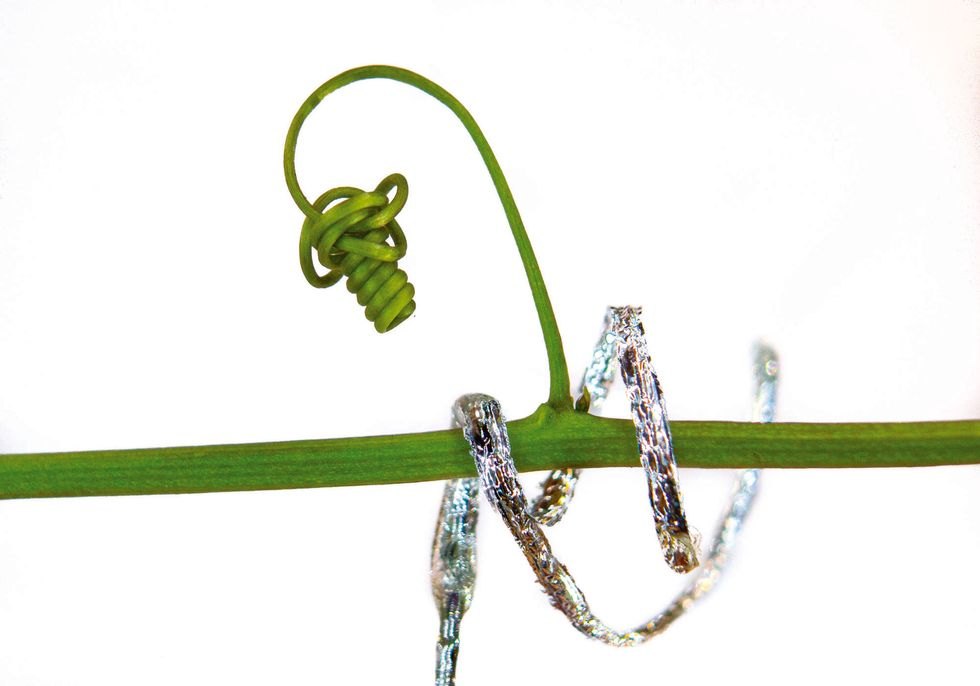 A metallic tendril-like robot wrapped around a green plant support