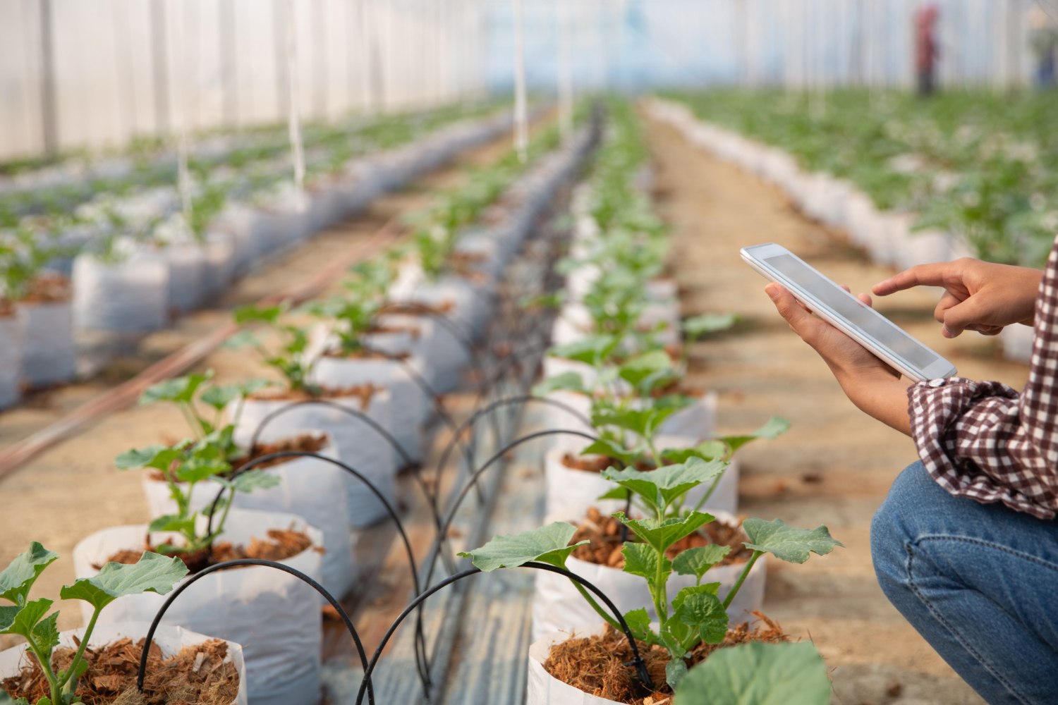 Una persona utiliza una tableta para monitorizar plantas en un invernadero