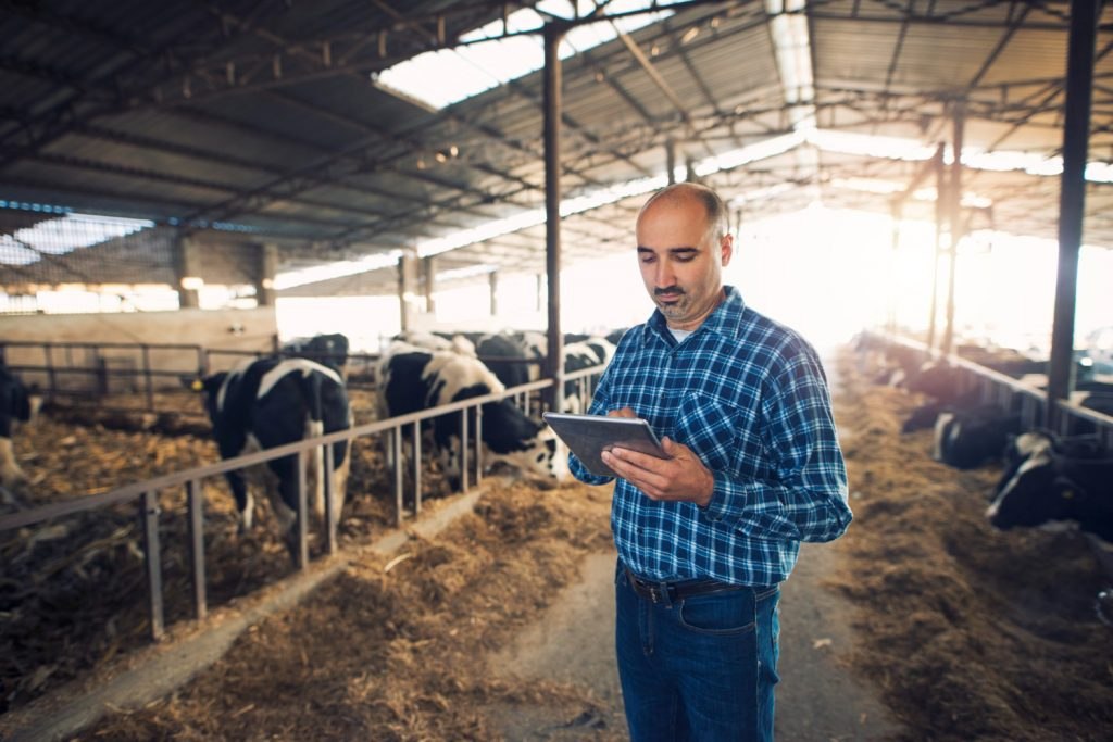 A farmer using a tablet beside cattle in a livestock building