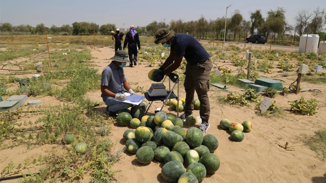 Recording harvested watermelons in a desert agriculture trial