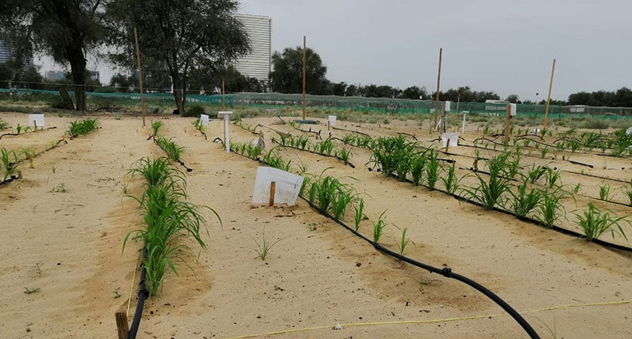 Crop rows and soil monitoring equipment on a sandy field plot
